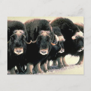 Musk Oxen Briefkaart
