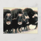 Musk Oxen Briefkaart (Voorkant)