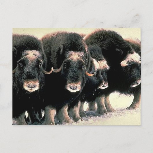 Musk Oxen Briefkaart (Voorkant)