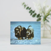 Musk Oxen Briefkaart (Staand voorkant)