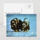 Musk Oxen Briefkaart (Voorkant / Achterkant)