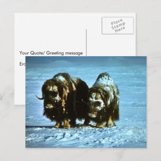 Musk Oxen Briefkaart (Voorkant / Achterkant)