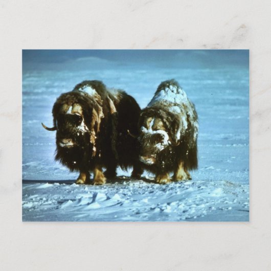 Musk Oxen Briefkaart (Voorkant)