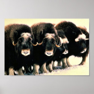 Musk Oxen Poster