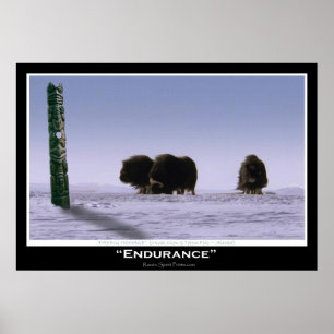 Musk Oxen & Totem Pole Art Poster