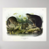 Musk-Rat, Muskrat, Ondatra zibethicus, door Audubo Poster (Voorkant)