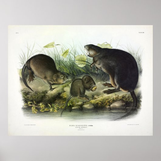 Musk-Rat, Muskrat, Ondatra zibethicus, door Audubo Poster (Voorkant)
