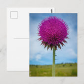 Musk Thistle Foto Briefkaart (Voorkant / Achterkant)