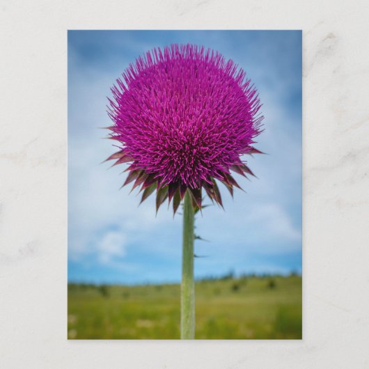 Musk Thistle Foto Briefkaart (Voorkant)