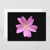 Muskareg-mallow Briefkaart (Voorkant / Achterkant)