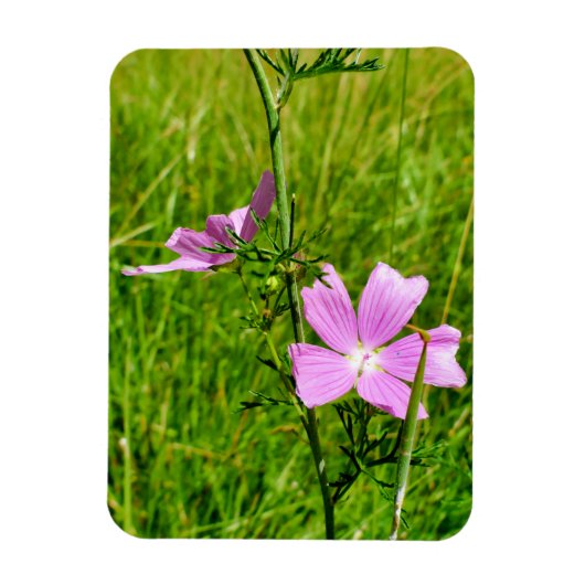 Muskareg-mallow Magneet (Verticaal)