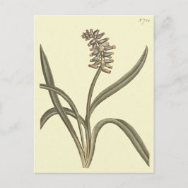 Muskdruifhyacint Botanische Illustratie Briefkaart
