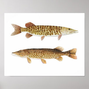 Muskie & Pike Art Poster