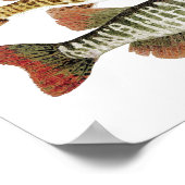 Muskie, Pike en Tiger Poster (Hoek)