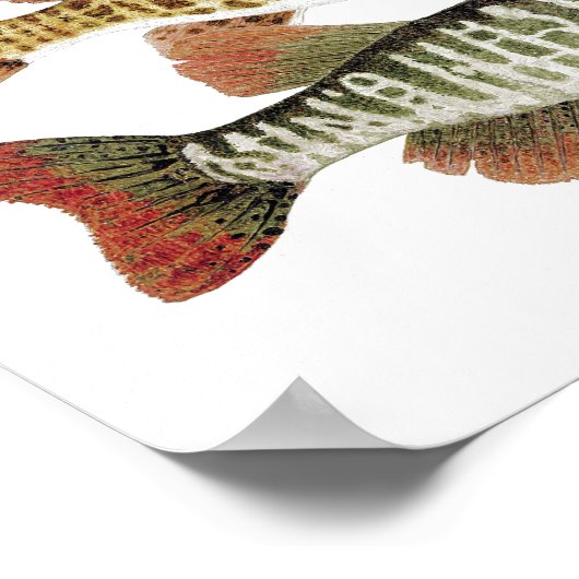 Muskie, Pike en Tiger Poster (Hoek)