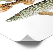 Muskie, Pike, Tiger en Pickerrelen II Poster (Hoek)