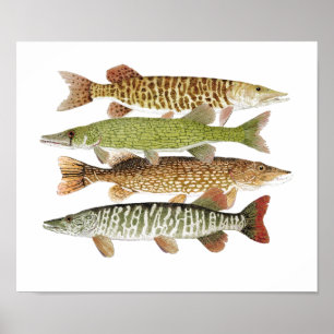 Muskie, Pike, Tiger en Pickerrelen II Poster
