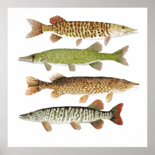 Muskie, Pike, Tiger en Pickervisjes Poster