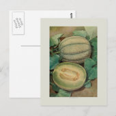 Muskmellon Briefkaart (Voorkant / Achterkant)