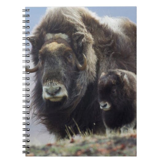 Muskos met kalf notitieboek (Voorkant)