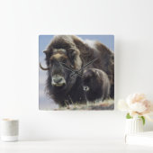 Muskos met kalf vierkante klok (Huis)