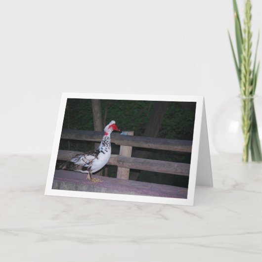 Muskovend-eend Portret Kaart (Voorkant)