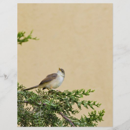 Muskovogel Fotografie Flyer (Voorkant)