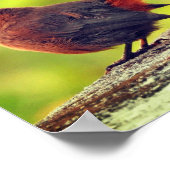 Muskovogel op tak Poster (Hoek)