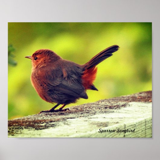 Muskovogel op tak Poster (Voorkant)