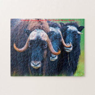 Muskox Alaska. kerstcadeautjes Legpuzzel