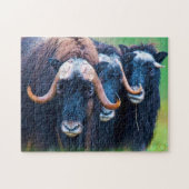 Muskox Alaska. Legpuzzel (Horizontaal)