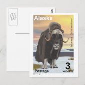 Muskox Briefkaart (Voorkant / Achterkant)