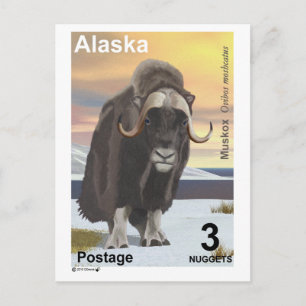 Muskox Briefkaart