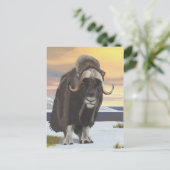 Muskox Briefkaart (Staand voorkant)