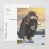 Muskox Briefkaart (Voorkant / Achterkant)