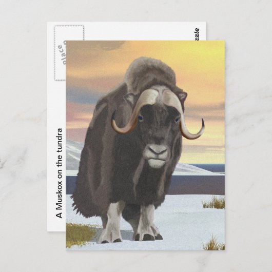 Muskox Briefkaart (Voorkant / Achterkant)