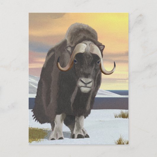 Muskox Briefkaart (Voorkant)