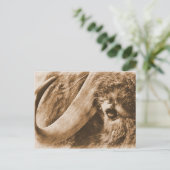 Muskox Briefkaart (Staand voorkant)