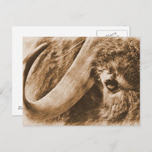 Muskox Briefkaart (Voorkant / Achterkant)