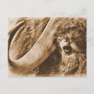 Muskox Briefkaart