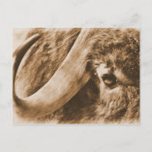 Muskox Briefkaart (Voorkant)