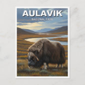 Muskox in het Aulavik National Park in Canada Briefkaart (Voorkant)