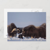 muskox, moschatus Ovibos, stier en koe met Briefkaart (Voorkant / Achterkant)