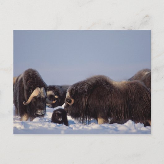 muskox, moschatus Ovibos, stier en koe met Briefkaart (Voorkant)