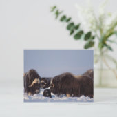 muskox, moschatus Ovibos, stier en koe met Briefkaart (Staand voorkant)