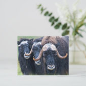 Muskox Muskoxen, Alaska Feestdagenkaart (Staand voorkant)