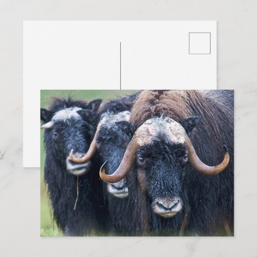 Muskox Muskoxen, Alaska Feestdagenkaart (Voorkant / Achterkant)