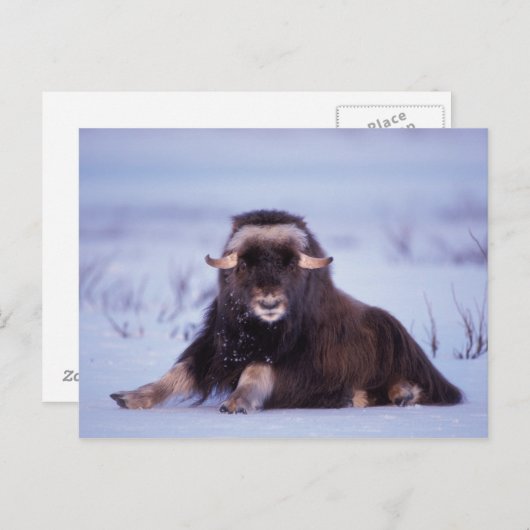 muskox, Ovibos moschatus, jonge stier Briefkaart (Voorkant / Achterkant)