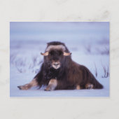 muskox, Ovibos moschatus, jonge stier Briefkaart (Voorkant)