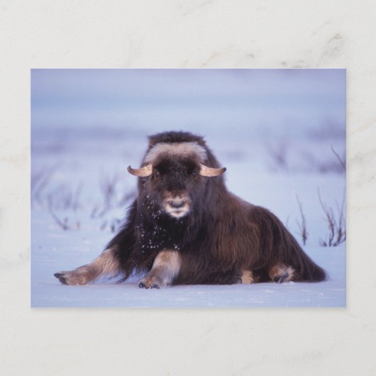 muskox, Ovibos moschatus, jonge stier Briefkaart (Voorkant)